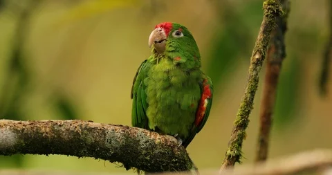 Crimson-fronted Parakeet, Aratinga funschi, portrait of light green parrot Stock Footage 101586476
