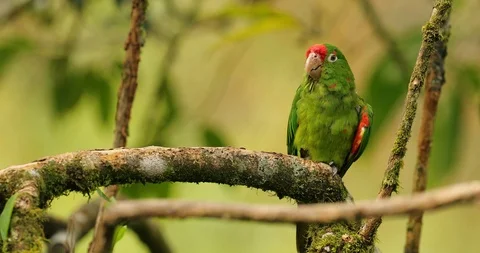 Crimson-fronted Parakeet, Aratinga funschi, portrait of light green parrot Stock Footage 101586751