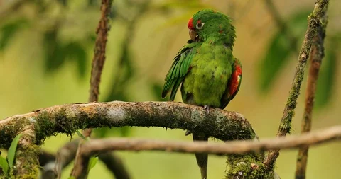 Crimson-fronted Parakeet, Aratinga funschi, portrait of light green parrot Vídeo Stock 101587464