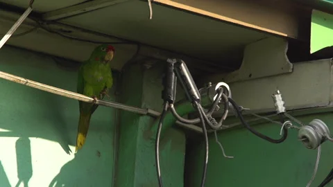 A Crimson-fronted Parakeet hiding under a roof of in San Jose, Costa Rica 스톡 동영상 131011532