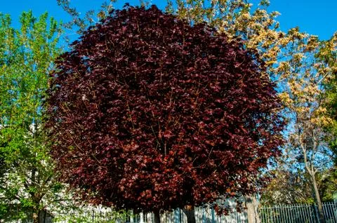 Crimson King tree Stock Photos