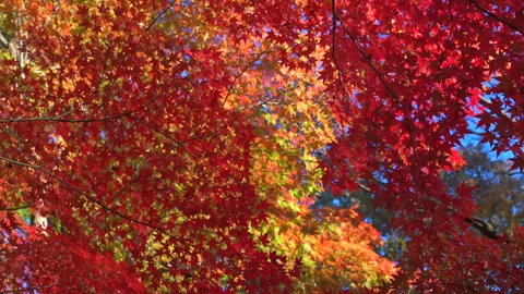 Crimson Leaves Vídeos de archivo 330723826