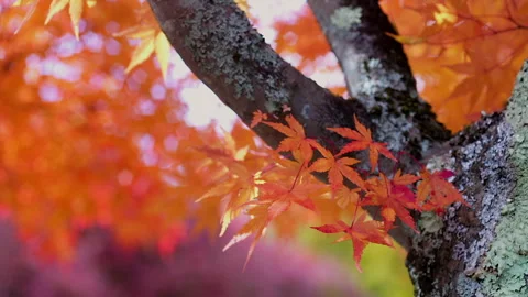 Crimson Leaves Stockbeeldmateriaal 330738849