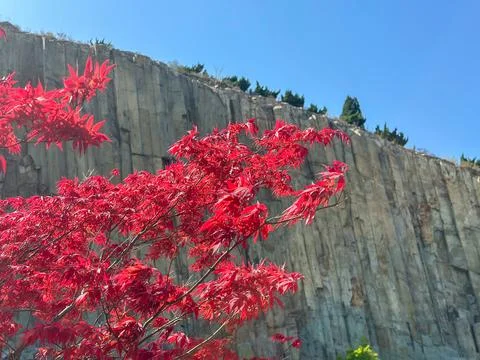 Crimson Maple Framing Basalt Cliff Face Stock Photos