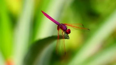 Crimson Marsh Glider dragonfly on pineapple leaf Stock Footage 198988320