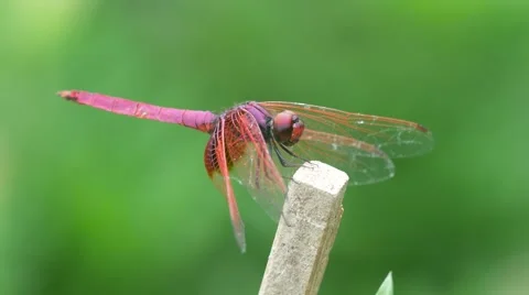 Crimson marsh glider dragonfly resting on the woody pole Stock Footage 67453205