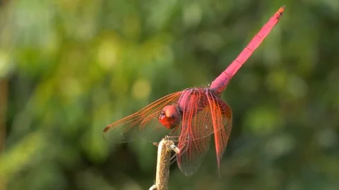 Crimson marsh glider; dragonfly in typical posture in Khao Yai, Thailand. Video stock 129008397