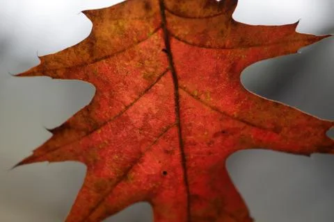 Crimson Oak Leaf Macro Stock Photos