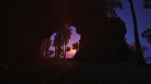 Crimson Palm Sunset Stock Footage 321464535
