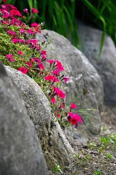 Crimson petunia grows between large stones. Stock Photos