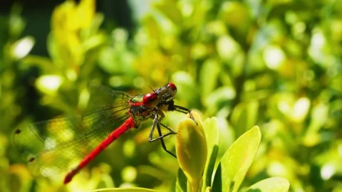 Crimson red damsel fly resting macro close up stock footage Video stock 335875178