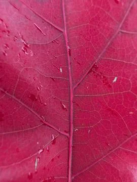 Crimson Red Leaf Texture with Dew Drops Macro Foto stock