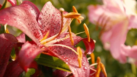 Crimson Red Lilies Close up Stock Footage 128139953
