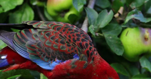 Crimson Rosella eating apples on tree Stock Footage 140273629