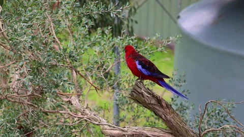 Crimson Rosella flying Stock Footage 207419200