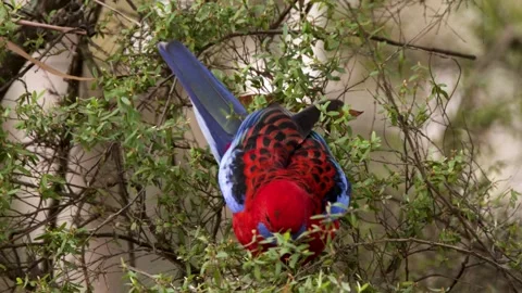 Crimson Rosella Parrot Foraging in Eucalyptus Tree Foliage Stock-Footage 341537559