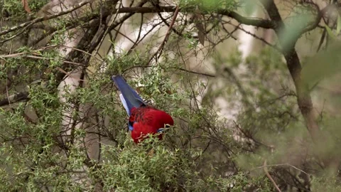 Crimson Rosella Parrot Perched in Dense Eucalyptus Foliage Stock-Footage 341667010