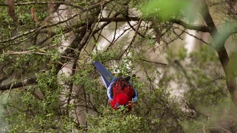 Crimson Rosella Parrot Perched in Eucalyptus Tree Foliage Video stock 341373906
