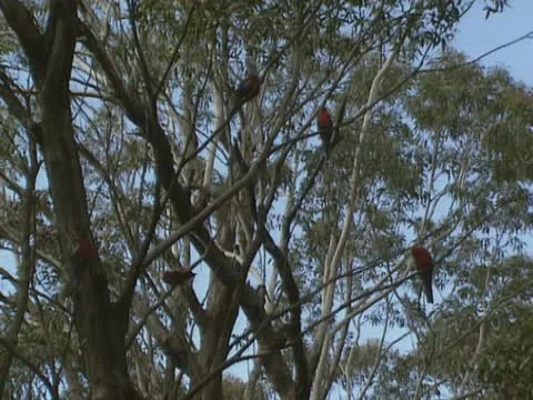 Crimson rosella, platycercus elegans, in eucalypus tree Stock Footage 22308461
