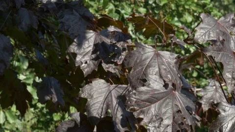 Crimson Sentry tree red maple branch leaves autumn fall dark leaf Stock Footage 213598166