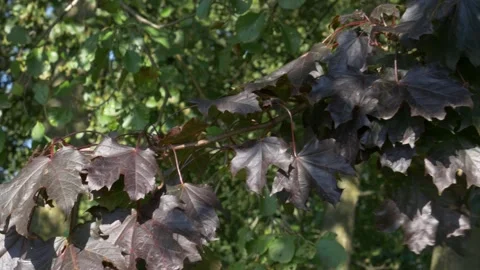 Crimson Sentry tree red maple branch leaves autumn fall dark leaf wind Stock Footage 213599018