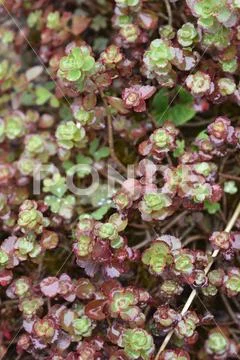 Crimson stonecrop Fuldaglut Stock Photos