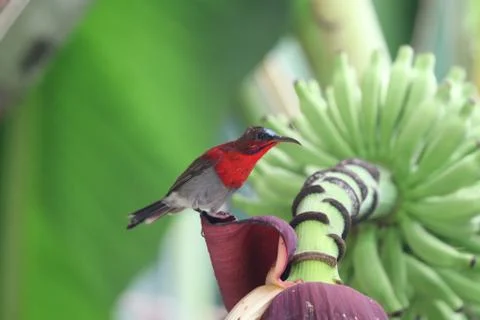 Crimson Sunbird animal wildlife beautiful color freedom in forest Stock Photos