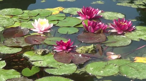 Crimson waterlilies Stock Footage 59886191