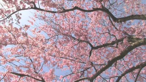 Crimson Weeping Cherry and Dappled Sunlight Stock Footage 327437431