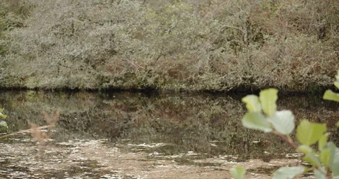 Crina Canal Stock Footage 119080689