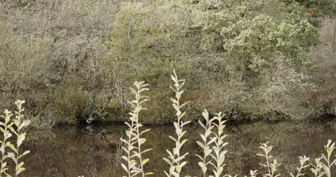 Crinan Canal Stock Footage 119079854