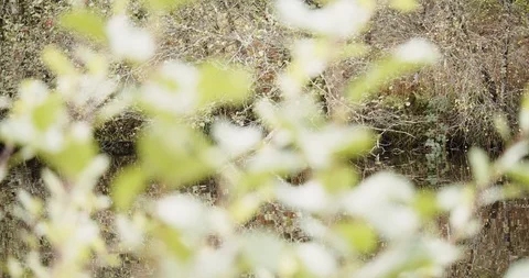 Crinan Canal Stock Footage 119080962