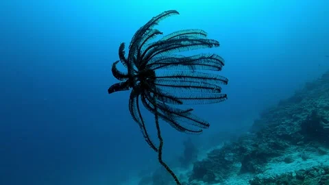 Crinoid close-up with blue ocean background Stock Footage 314968509