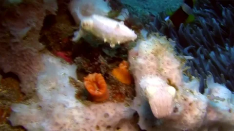 Crinoid cuttlefish  (Sepia sp2) in Lembeh strait Indonesia Stock Footage 79190564