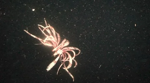 Crinoid falling at night. Indonesia Stock Footage 8577423