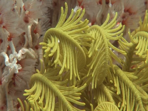 Crinoid Stock Footage 98458390