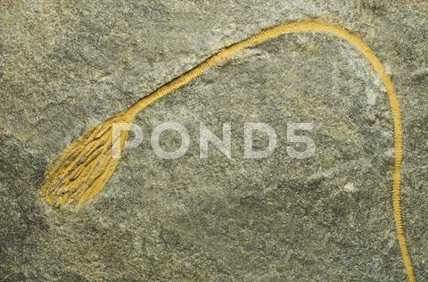 Crinoid fossil Stock Photos