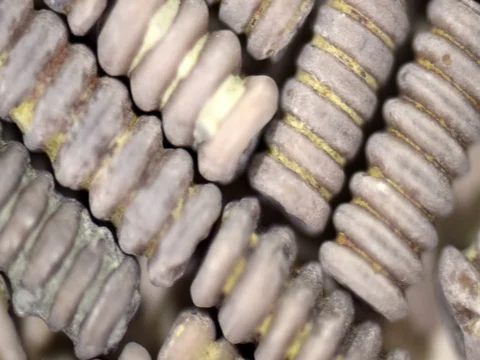 Crinoid Fossils Stock Footage 72436546