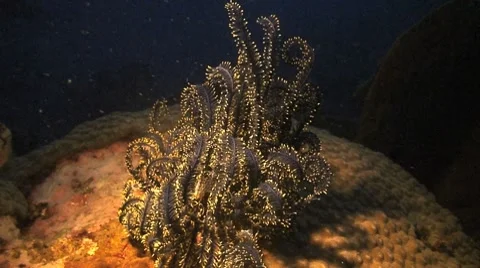 Crinoid at night Stock Footage 8577421