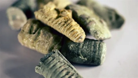 Crinoid Stems, fossils Stock Footage 84630573
