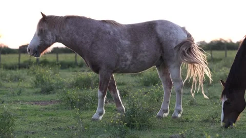 A criollo horse walking left in La Pampa Argentina in the evening golden hour Stock Footage 345619866
