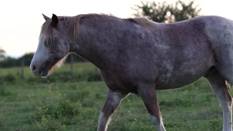 A criollo horse walking left in La Pampa Argentina in the evening golden hour 2 Stock Footage 345619875