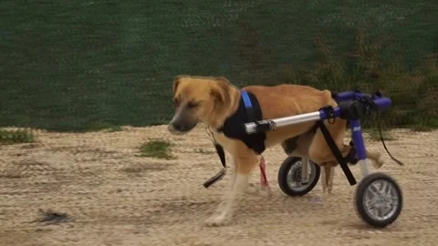 Crippled dog running with walker Stock Footage 224128358