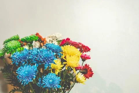 Crisantemos, con espacio en color blanco Stock Photos