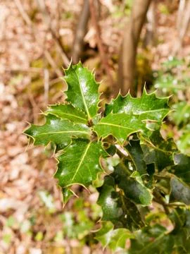 The Crisp and Sharp Leaves of a Forest Plant Stock Photos