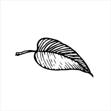 Crisp black and white leaf illustration with textured details. Great for Illustrazione stock