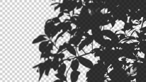 Crisp botanical leaf shadow overlay for realistic outdoor lighting and aest.. Stock Illustration