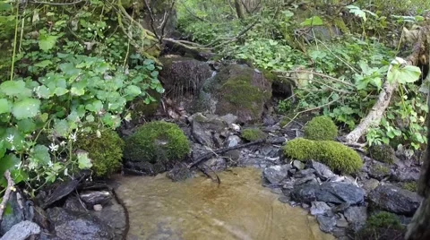 Crisp clean stream water - Mountain Creek Video stock 41398180