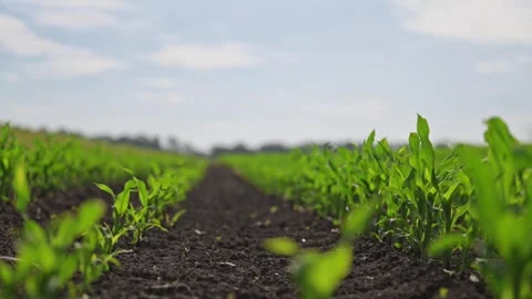 Crisp green corn rows ripple in soft summer wind. Stock Footage 316241506