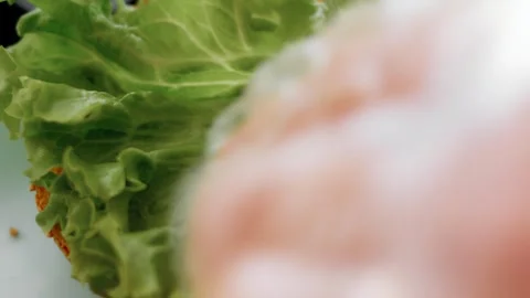 Crisp lettuce leaf filling an open sandwich bun in macro, 4K Stock Footage 341119655